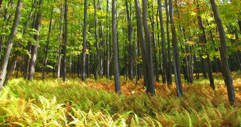 Global Forestry Investment Opportunities for ESG Investors