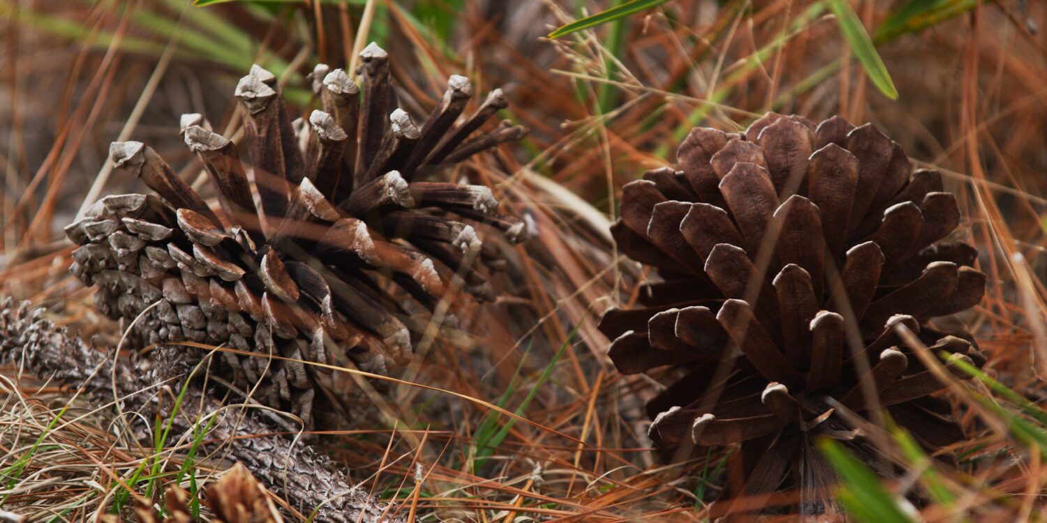 pine_cones