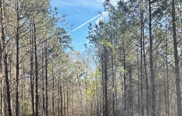 Forest Investment Associates Re-Certified to SFI® 2022 Forest Management Standard, Exceeding Key Criteria