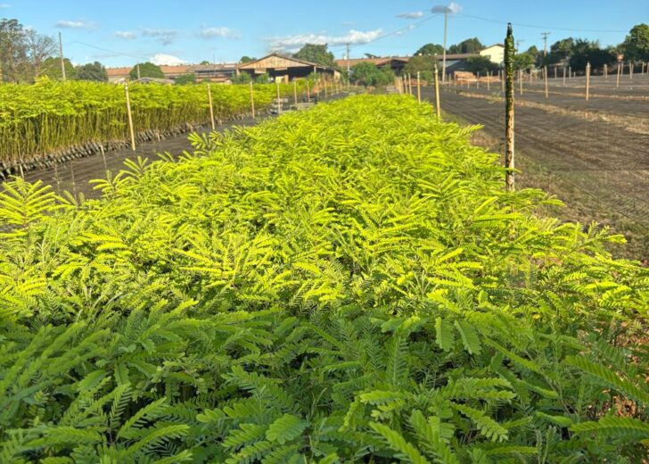 FIA’S Climate-Smart Forestry Strategy Named Environmental Fund Of The Year, North America By Environmental Finance