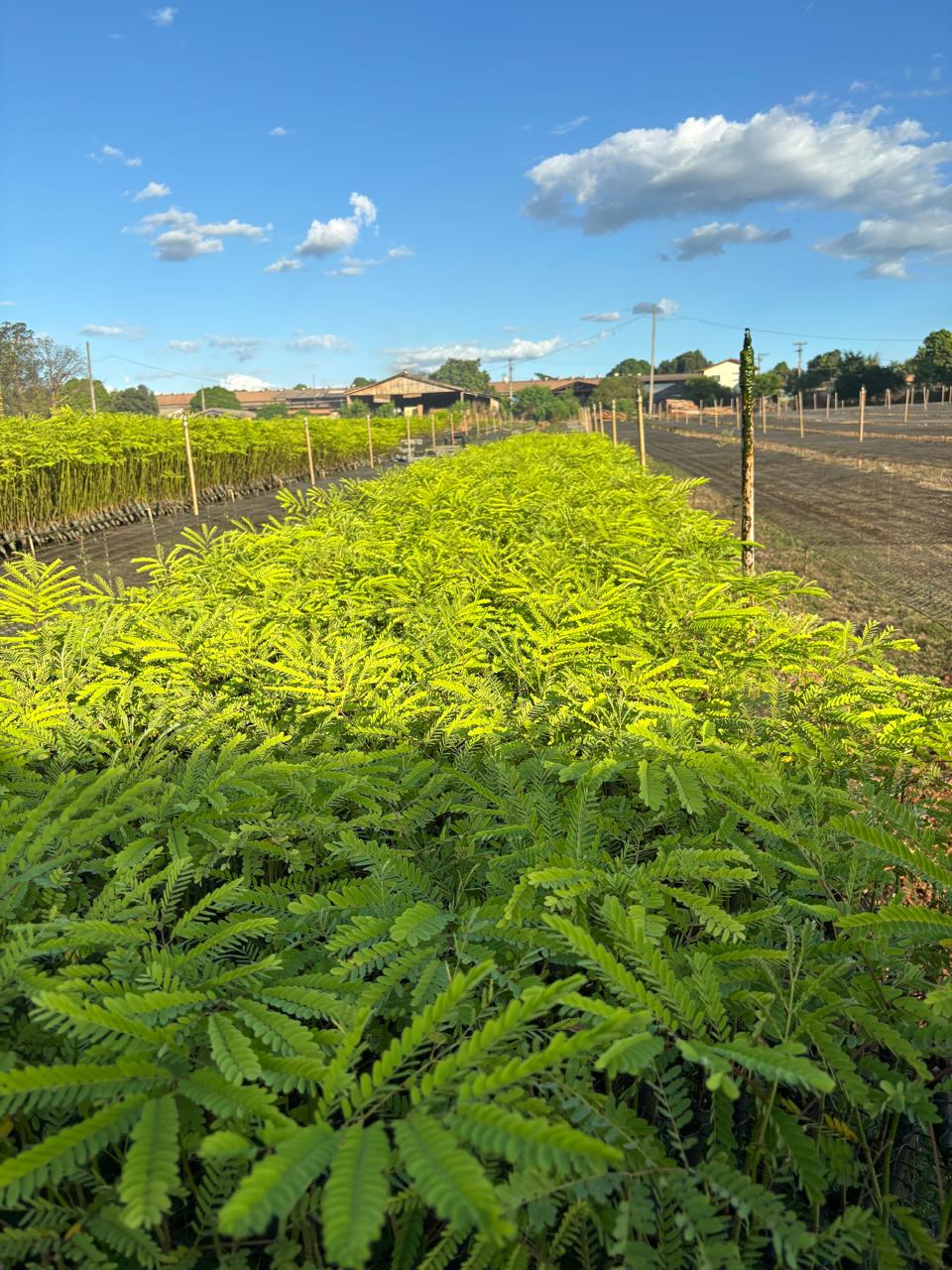 ferns-banner