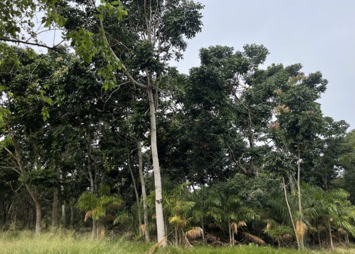 Nature-Based Solutions. Key Insights from FIA