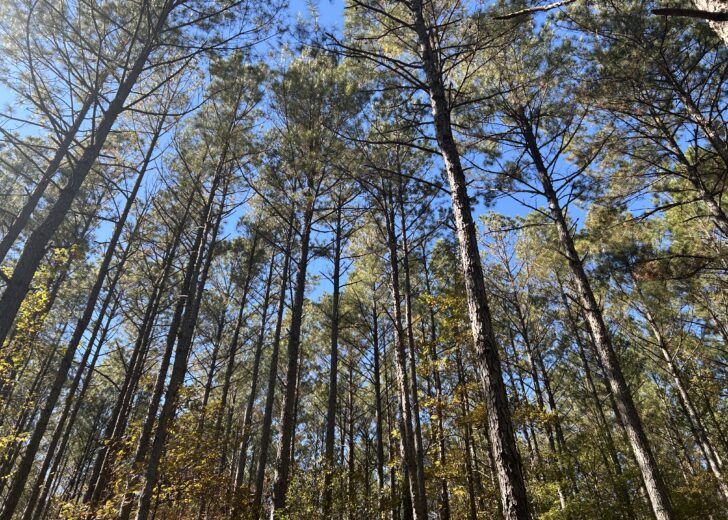 From Timberlands to Brussels: Why EU Policy Matters for Forestry Investors