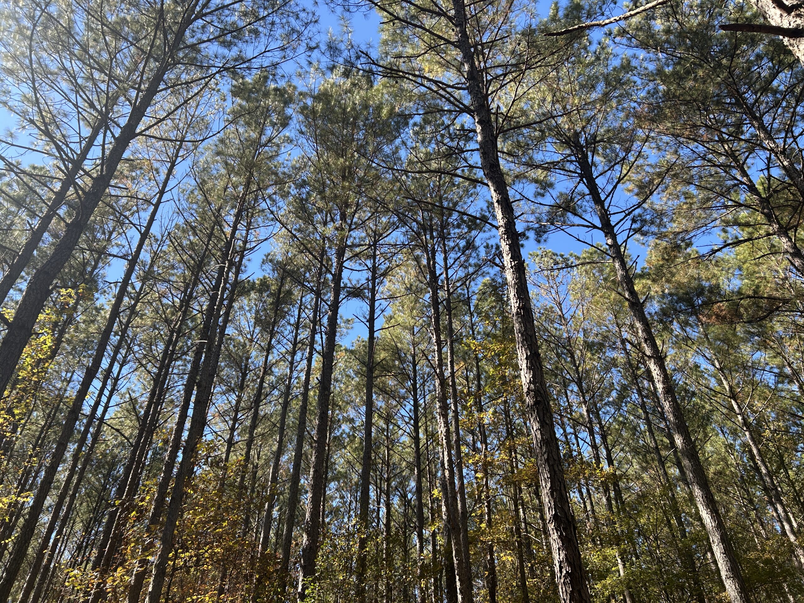 From Timberlands to Brussels: Why EU Policy Matters for Forestry Investors