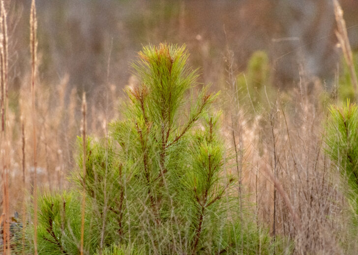 FIA Recognized for Fourth Consecutive Year as a DNR Forestry for Wildlife Partner