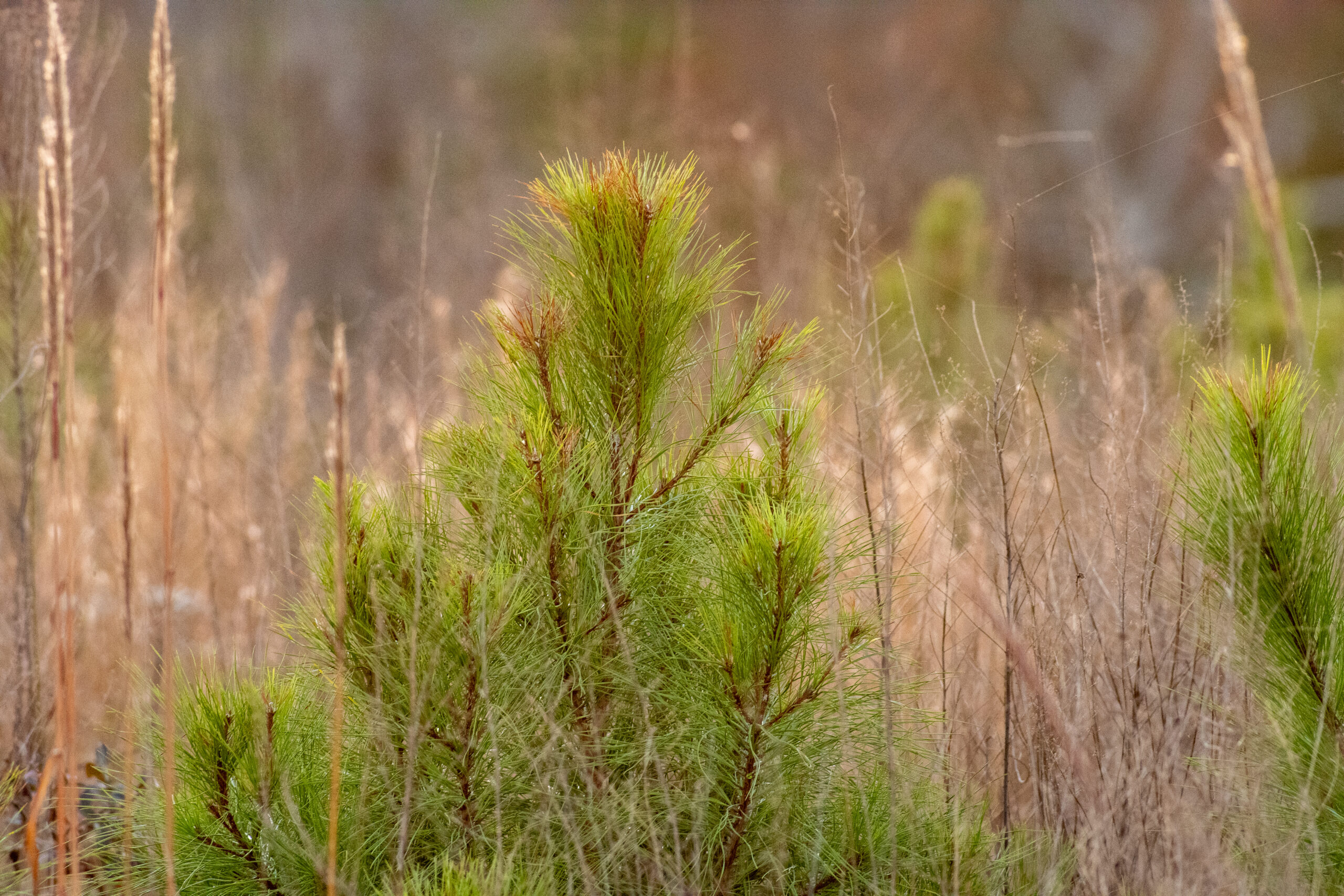 FIA Recognized for Fourth Consecutive Year as a DNR Forestry for Wildlife Partner