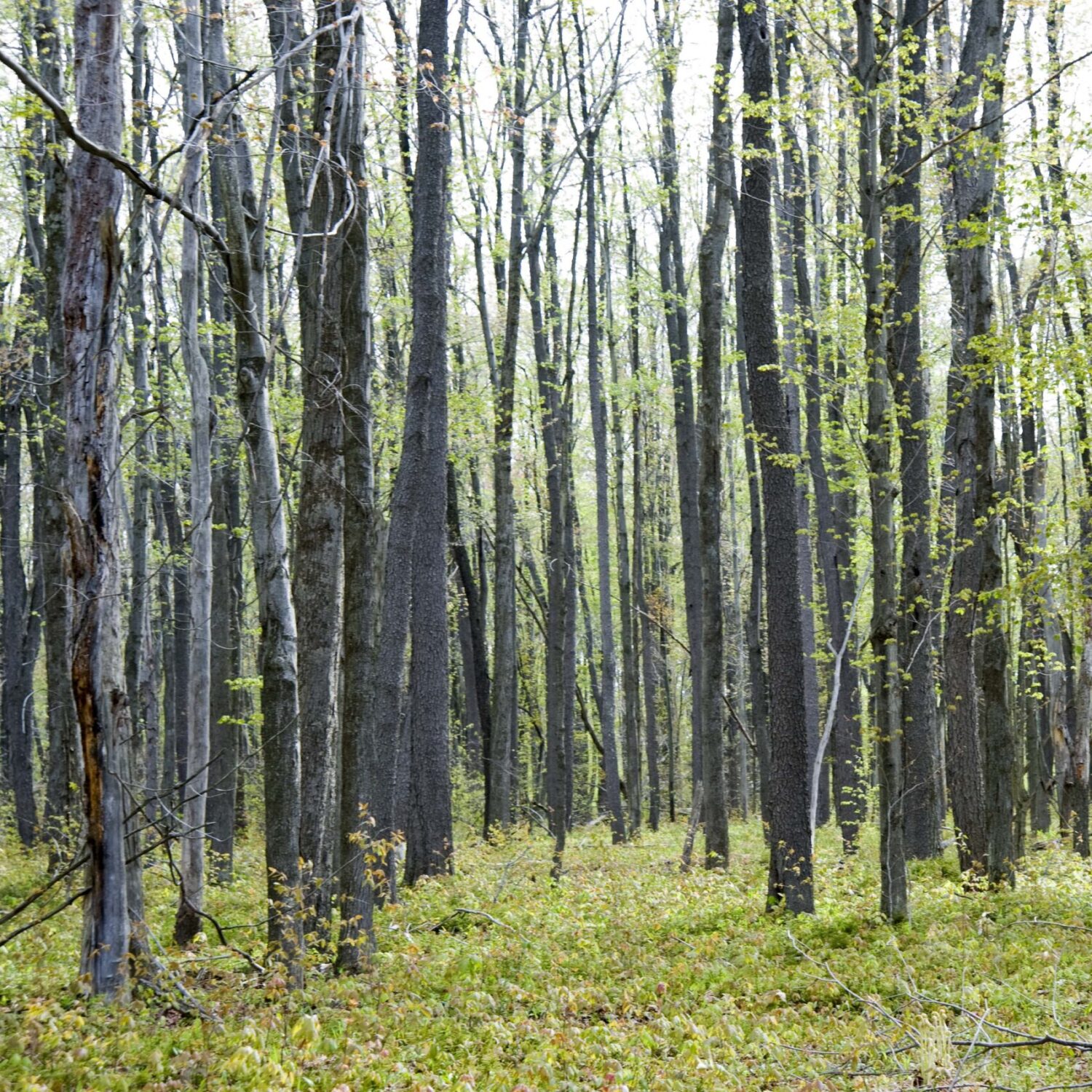 Spring Forest