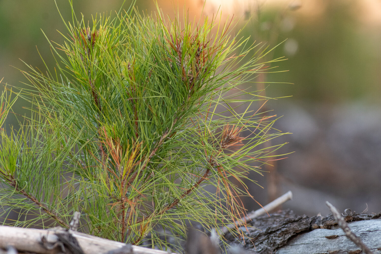 pine