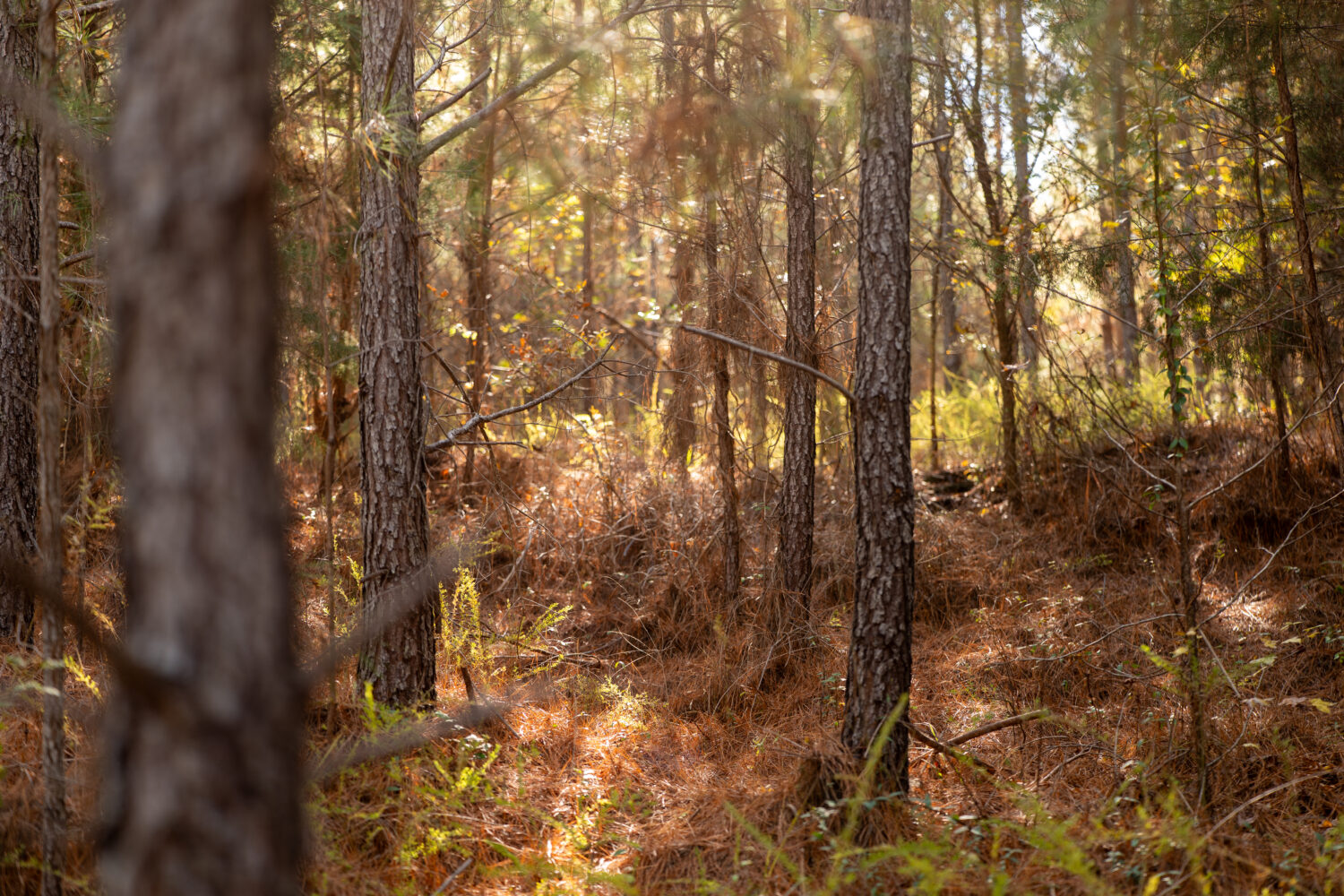 Trees