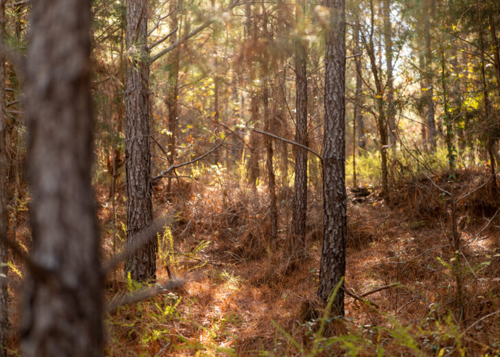 Continuity and Change in Forest Investing. FIA President and CEO Mike Cerchiaro is featured in Agri Investor’s Forestry Report