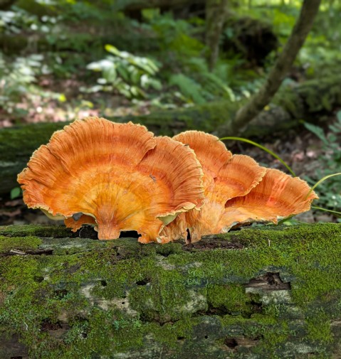 mushroom