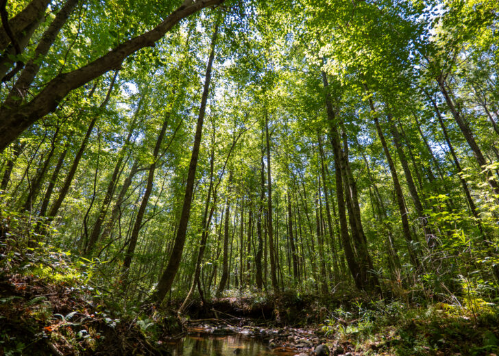 A Timber Market in Transition: Navigating Structural Change in the U.S. South