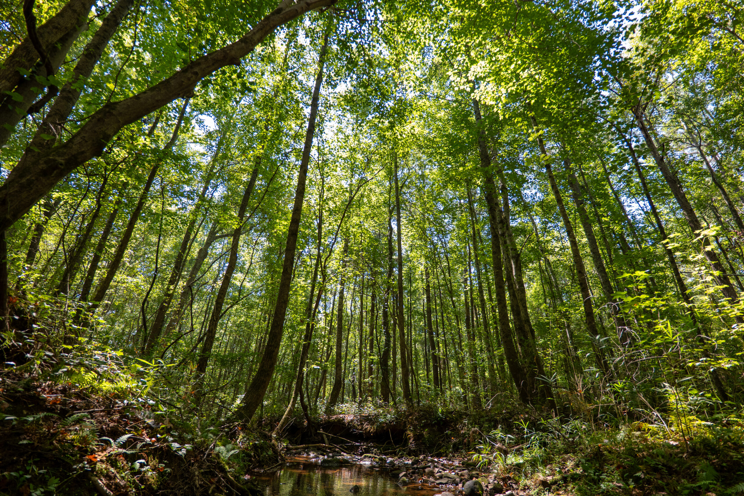 A Timber Market in Transition: Navigating Structural Change in the U.S. South